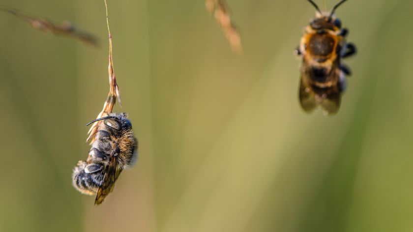 Divlje pčele © Canva Divlje pčele