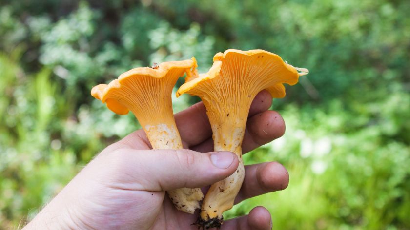 Lisičarka © Canva Branje gljiva lisičarka