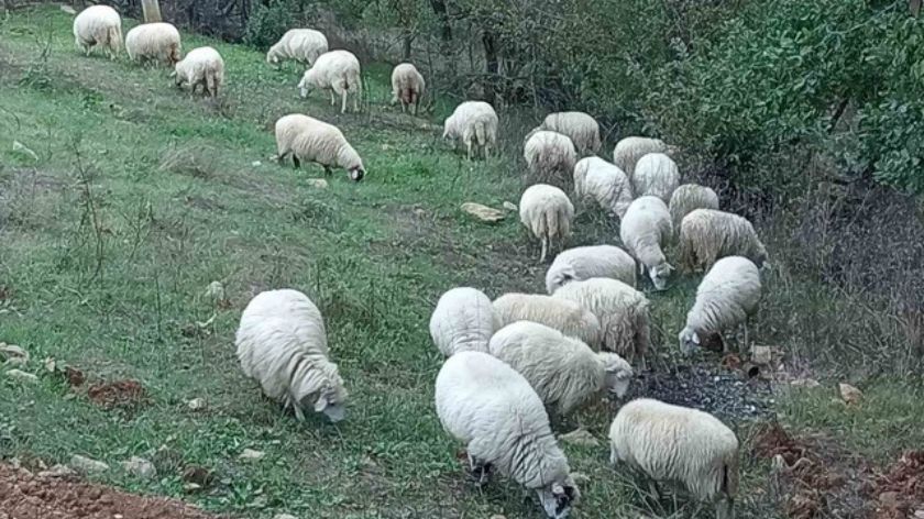 Pirotska pramenka na farmi Nebojše Stevanovića iz Ljiga © AGROmedia/Dejan Davidović Pirotska pramenka