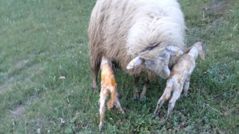 Pirotska pramenka na farmi Nebojše Stevanovića iz Ljiga © AGROmedia/Dejan Davidović Pirotska pramenka