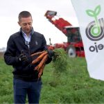 Sorta Nebida šargarepa