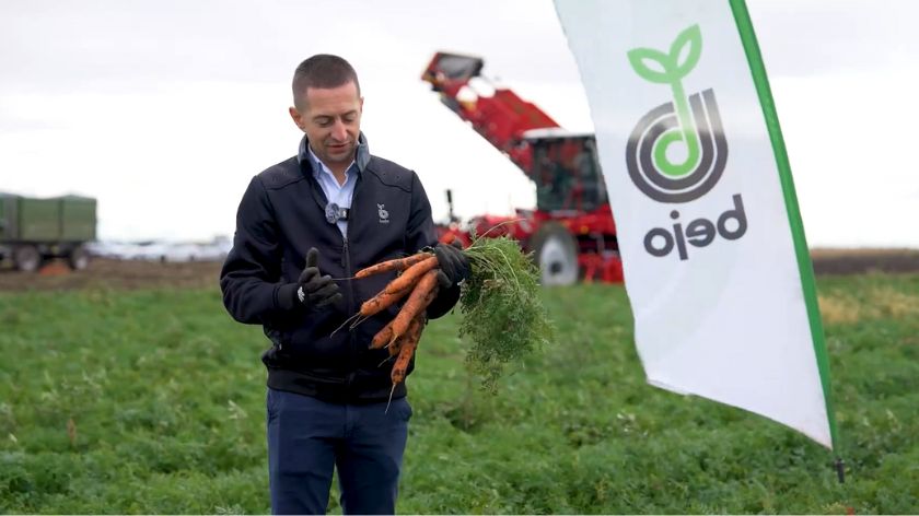 Sorta Nebida šargarepa