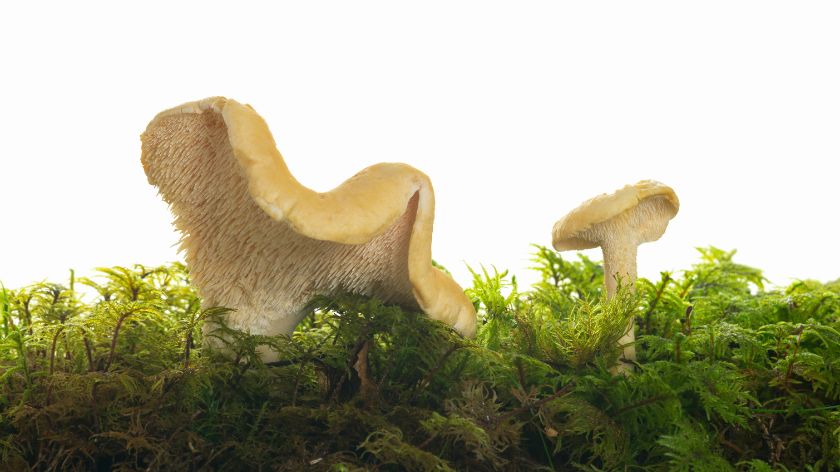 Ježevača (Hydnum repandum) © Canva Ježevača Canva