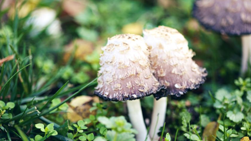 Beli jarčić © Canva Branje gljiva beli jarčić