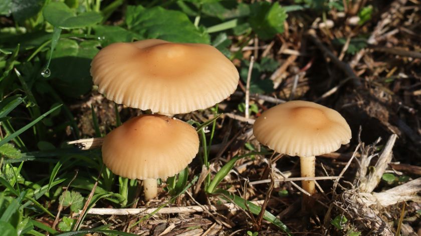 Vilin klinčac © Canva Branje gljiva vilin klinčac