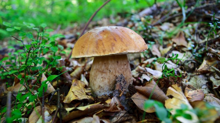 Vrganj (Boletus edulis) © Canva Vrganj