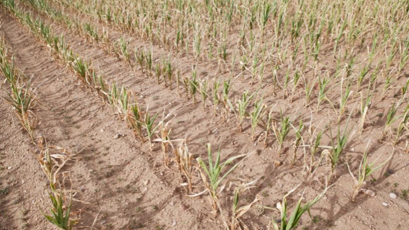 Novi FAO izveštaj zabrinjava © Canva FAO