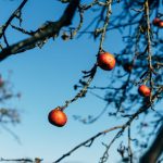 Jesenji tretman bkrom