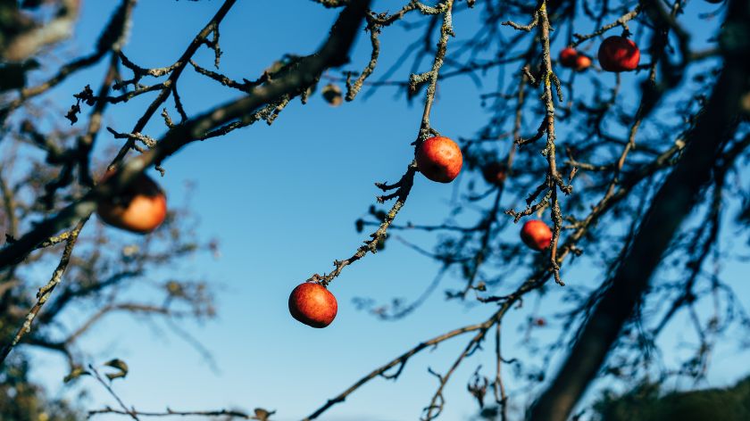 Jesenji tretman bkrom