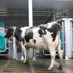 GEA Robot za mužu krava