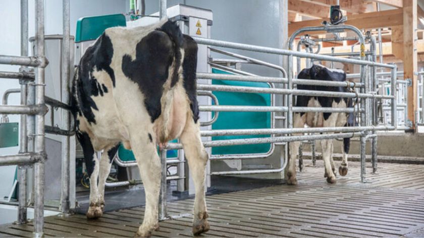 GEA robot za mužu krava