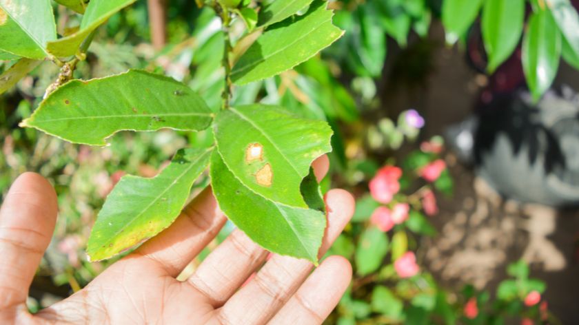 Nove biljne štetočine u Evropi © Canva nove štetočine