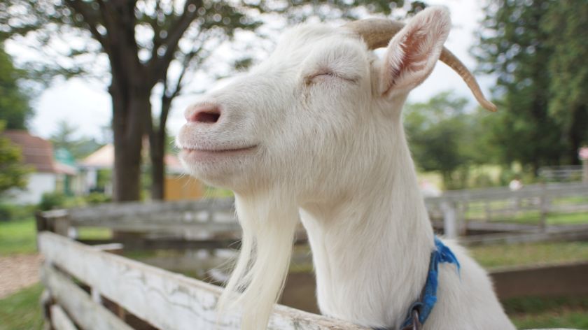 Kako prepoznati da je koza bolesna © Canva Bolest koza