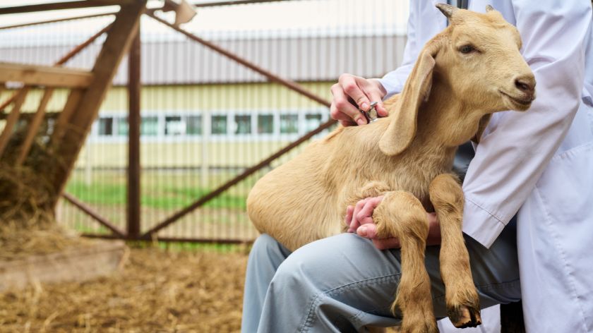 Kako prepoznati da je koza bolesna © Canva Bolest koza