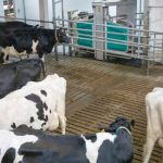 GEA robot za mužu krava