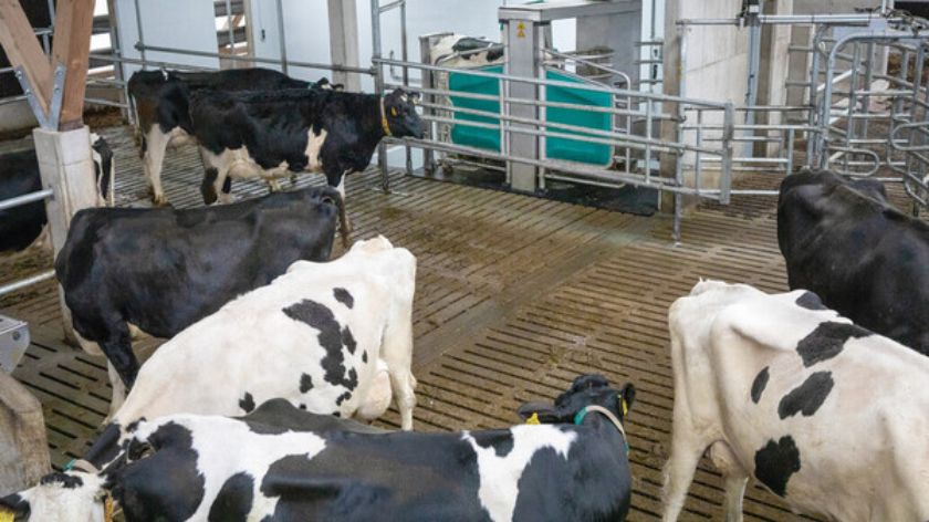 GEA robot za mužu krava