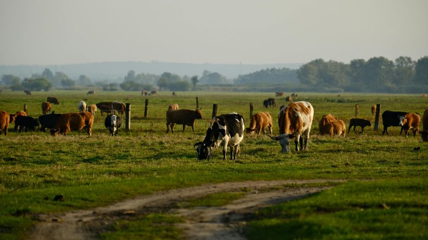 Zbog rizika od širenja virusa, farme su praktično u karantinu © Canva Protesti u Francuskoj