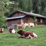 Podsticaji u stočarstvu