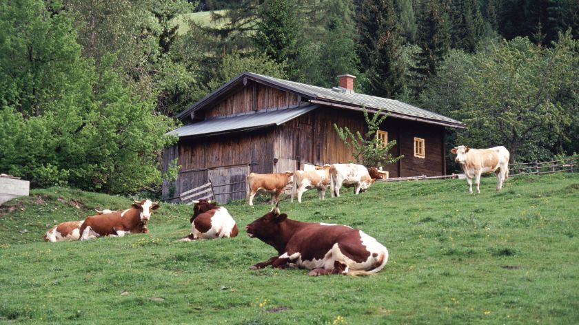 Podsticaji u stočarstvu