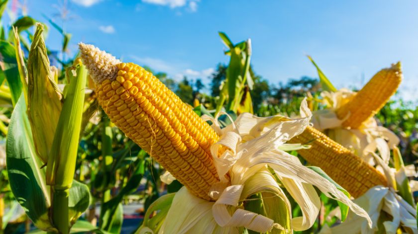 Proizvodnja kukuruza