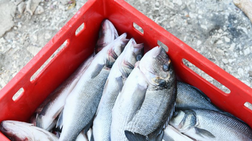 Biosenzor sa mikro-iglicama za 100 sekundi otkriva da li je riba sveža © Canva Svežina ribe