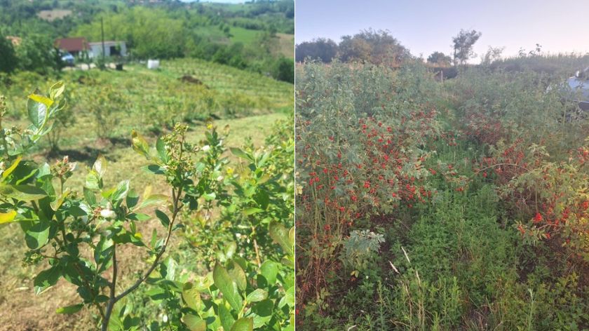 Lepote Lopatanja © Aleksa Tomić Voćarstvo