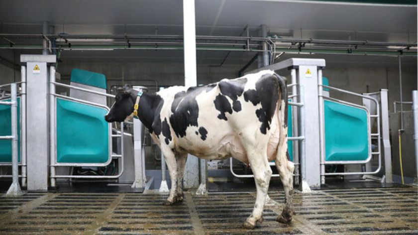 krava ispred robota za mužu