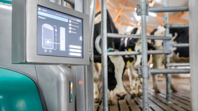 krava i sistemza mužu