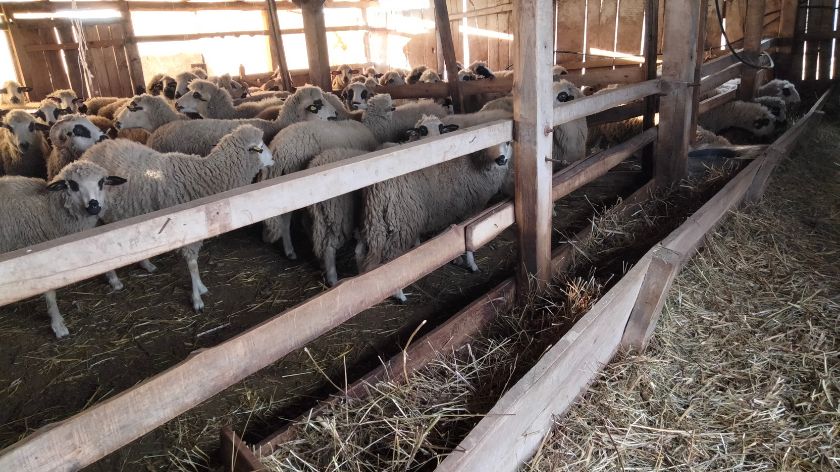 Različit mere svake godine na teritoriji grada Valjeva koristi više od 1.000 gazdinstava foto: Agromedia/Dejan Davidović ovce u štali