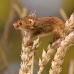 Prirodni rodenticidi