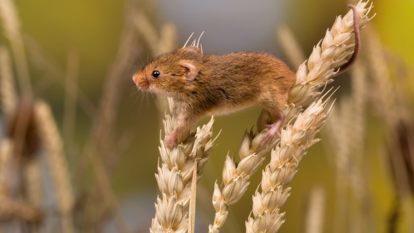 Prirodni rodenticidi