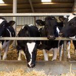 Prvotelke subvencije