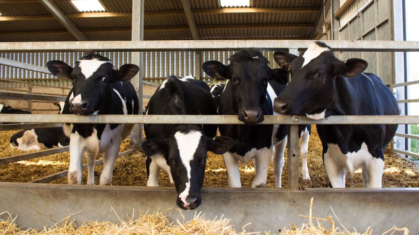 Prvotelke subvencije