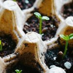 Rana proizvodnja rasada