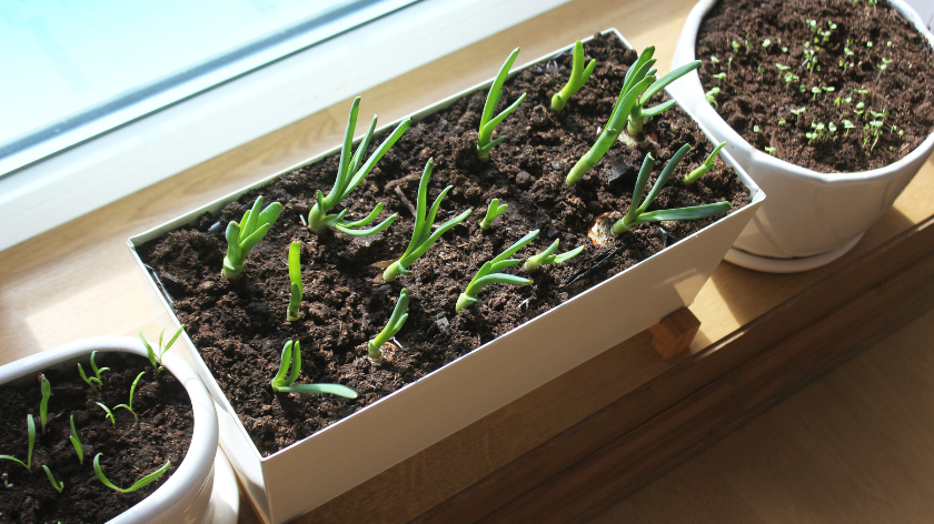 Rana proizvodnja rasada