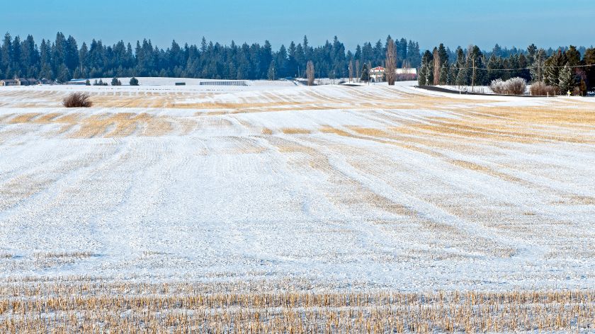 Niske temperature smanjuju brojnost štetočina © Canva Štetočine zima