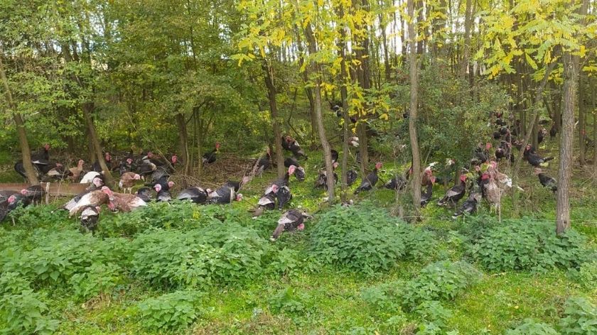 Za dobru ćuretinu najvažnije su stanište i ishrana © Dragana Nedeljković uzgoj ćurki