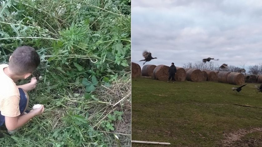 Rafailovići osvojili tržište © Dragana Nedeljković Uzgoj ćurki