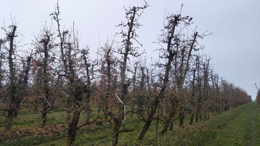 Voćarska proizvodnja