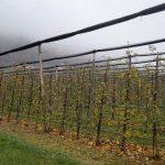 Voćarska proizvodnja