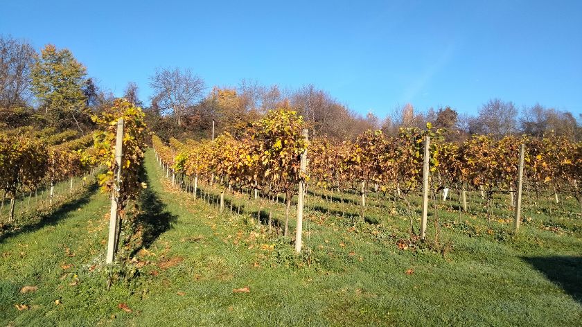 Voćarska proizvodnja