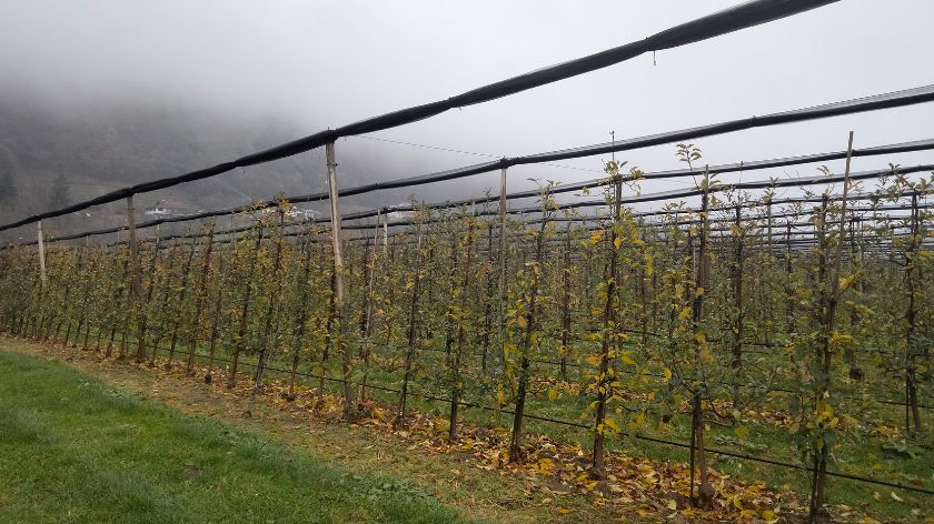 Voćarska proizvodnja