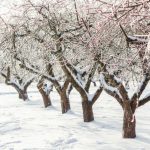 Zima voćarstvo