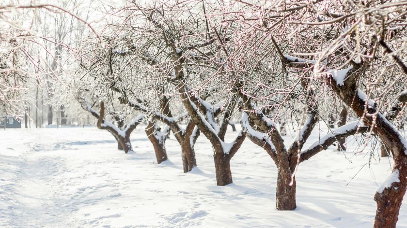 Zima voćarstvo