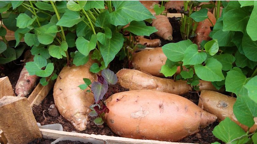 Navodnjavanje do avgusta © AGROmedia/Youtube screenshot Batat proizvodnja