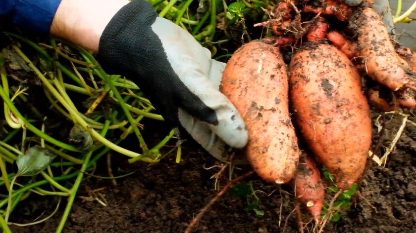 Koliko sadnica, toliko kilograma © AGROmedia/Youtube screenshot Batat proizvodnja