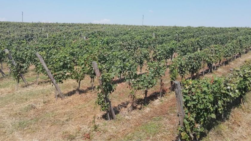 Vinogradarstvo u valjevskom kraju © AGROmedia/Dejan Davidović Vinogradarstvo
