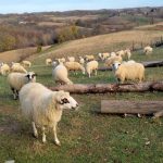 Strategija ruralnog razvoja