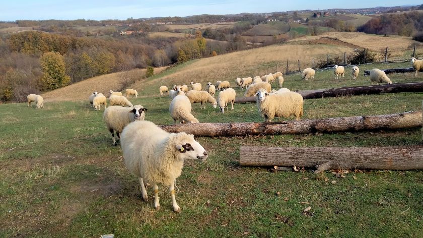 Strategija ruralnog razvoja
