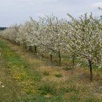 voćarstvo u Srbiji 2026